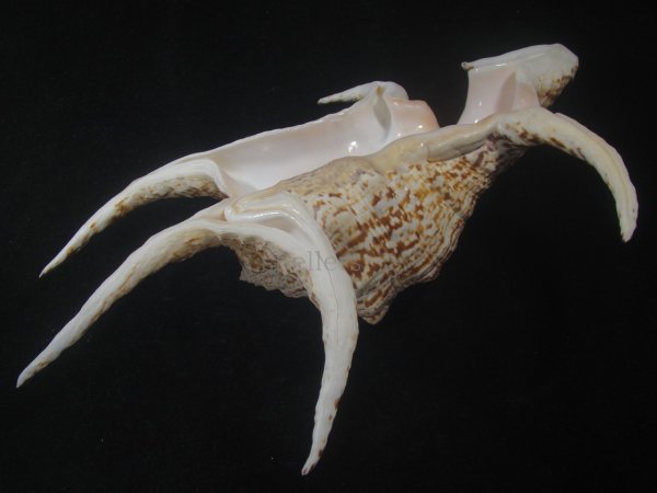 画像3: スイジガイ(Harpago chiragra) 大　老成　特美品 (3)