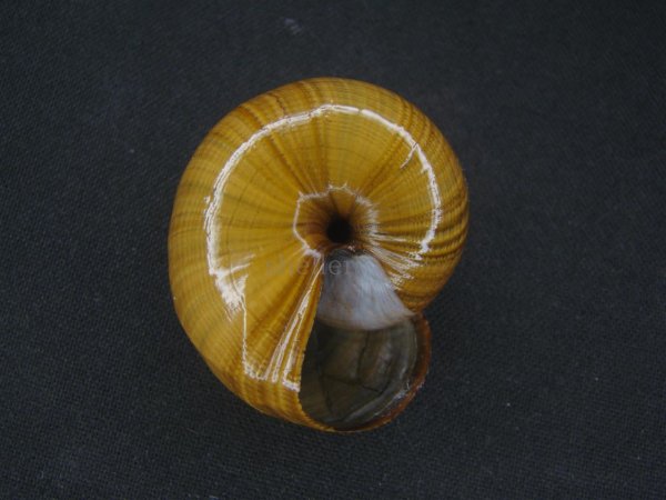 画像3: パリファンタの仲間(Paryphanta superba harveyi)　美品 (3)