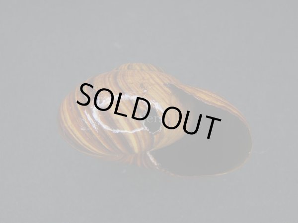 画像2: パリファンタの仲間(Paryphanta lignaria lignaria) シッピングダメージ (2)