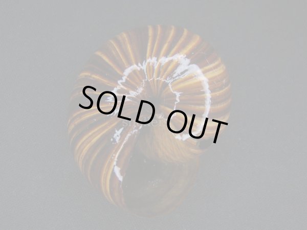 画像3: パリファンタの仲間(Paryphanta lignaria lignaria) シッピングダメージ (3)