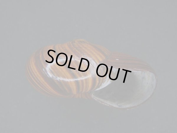 画像2: パリファンタの仲間(Paryphanta lignaria lignaria)　特大　特美品 (2)