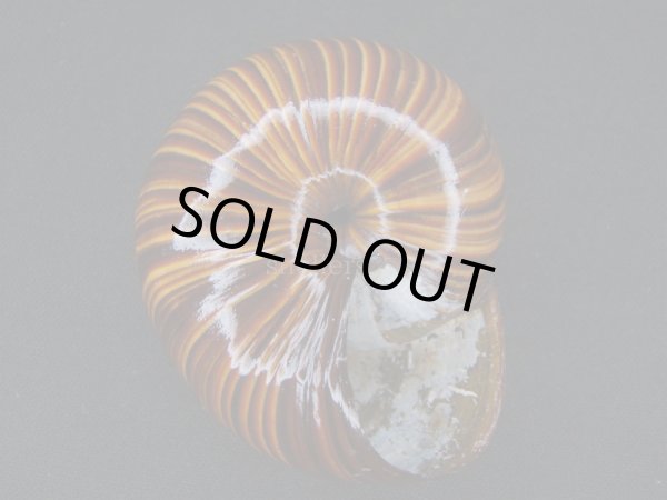 画像3: パリファンタの仲間(Paryphanta lignaria lignaria)　特大　特美品 (3)