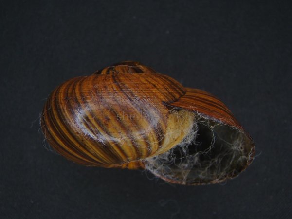 画像2: パリファンタの仲間(Paryphanta lignaria lignaria) 特大 美品 (2)