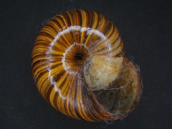 画像3: パリファンタの仲間(Paryphanta lignaria lignaria) 特大 美品 (3)