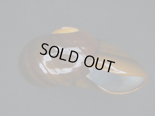 画像3: パリファンタの仲間(Paryphanta busbyi busbyi)　大　特老成　特美品 (3)