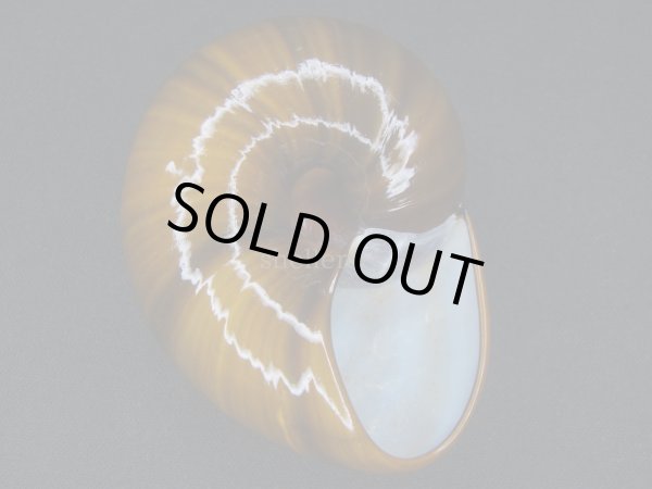 画像2: パリファンタの仲間(Paryphanta busbyi busbyi)　大　特老成　特美品 (2)