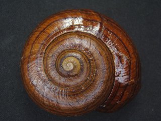 カタツムリ「ミノマイマイ」3匹set 新品カタツムリ「ミノマイマイ」3匹setの落札情報詳細 - Yahoo