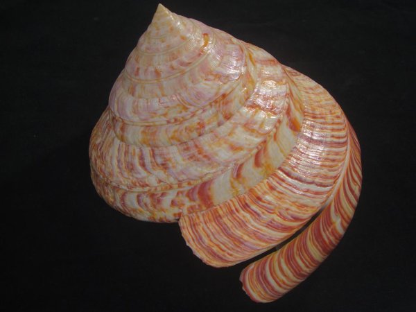 画像3: リュウグウオキナエビス　202mm　超特大　高知県産 (3)