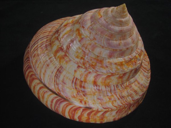 画像5: リュウグウオキナエビス　202mm　超特大　高知県産 (5)