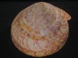 画像6: リュウグウオキナエビス　202mm　超特大　高知県産 (6)