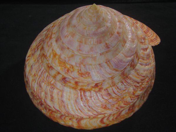 画像6: リュウグウオキナエビス　202mm　超特大　高知県産 (6)