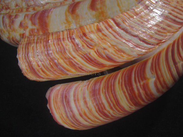 画像7: リュウグウオキナエビス　202mm　超特大　高知県産 (7)