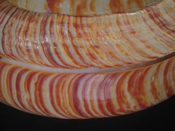 画像8: リュウグウオキナエビス　202mm　超特大　高知県産 (8)