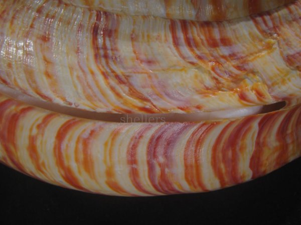 画像9: リュウグウオキナエビス　202mm　超特大　高知県産 (9)