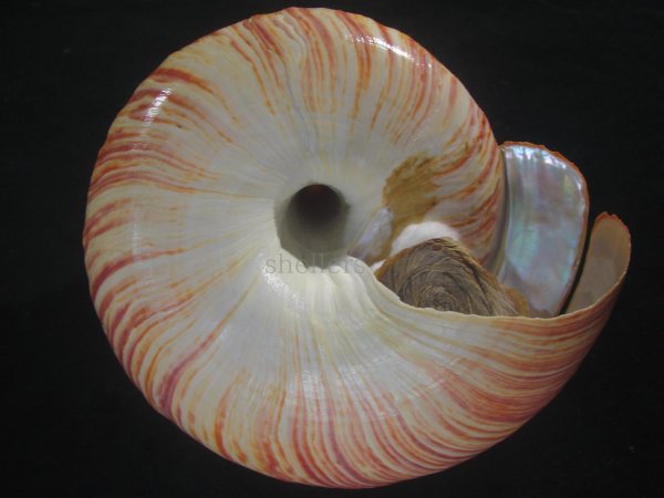 画像10: リュウグウオキナエビス　202mm　超特大　高知県産 (10)