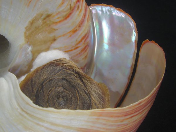 画像11: リュウグウオキナエビス　202mm　超特大　高知県産 (11)