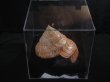画像12: リュウグウオキナエビス　202mm　超特大　高知県産 (12)