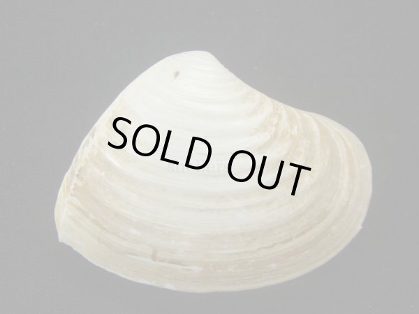 画像2: インドヨウアリソガイ (2)