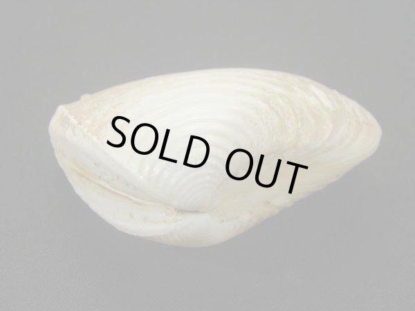 画像3: インドヨウアリソガイ (3)