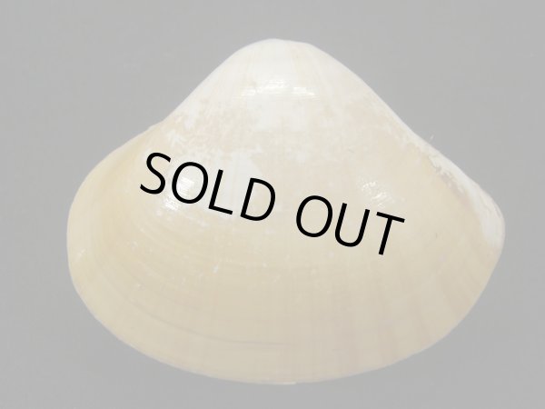 画像2: インドヨウアリソガイ (2)