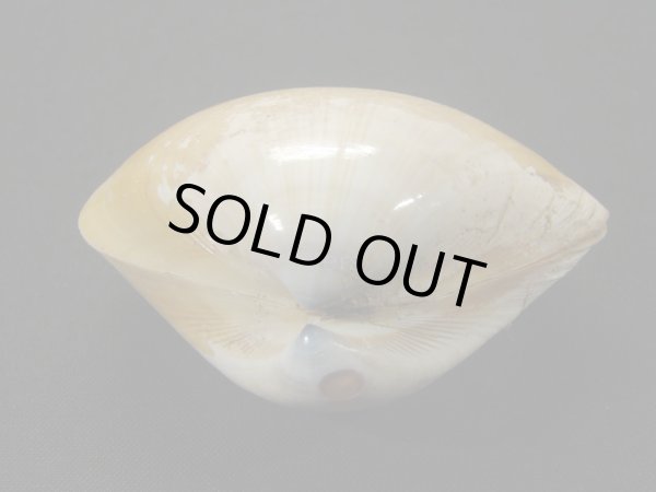 画像3: インドヨウアリソガイ (3)