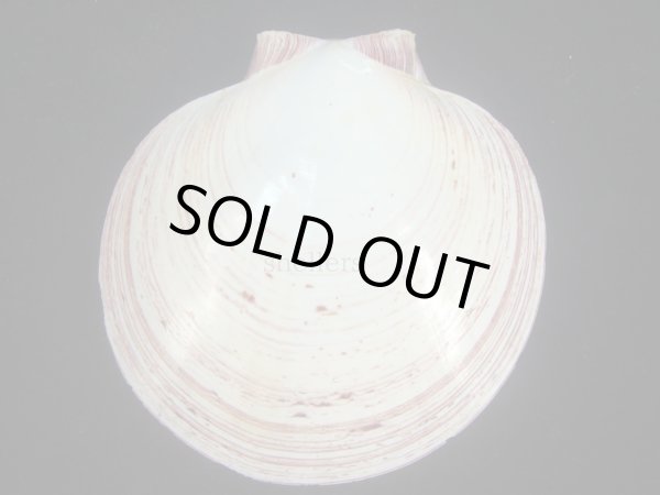 画像2: ナンヨウツキヒ(Amusium balloti) 美品 (2)