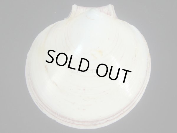 画像2: ナンヨウツキヒ(Amusium balloti) 美品 (2)