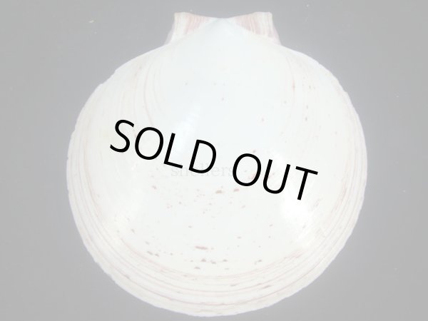 画像2: ナンヨウツキヒ(Amusium balloti) 美品 (2)