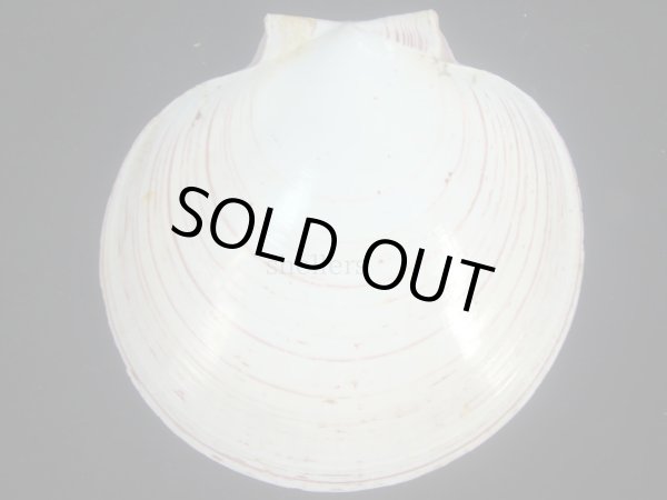 画像2: ナンヨウツキヒ(Amusium balloti) 美品 (2)