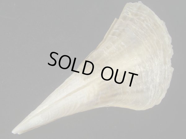 画像2: タイラギの仲間(Pinna menkei) 老成 (2)