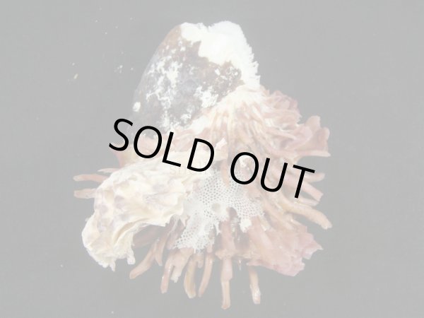 画像2: カバトゲウミギクの仲間 ユニークカラー ユニークタイプ (2)