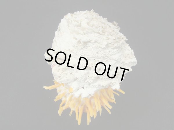 画像2: カバトゲウミギクの仲間 ユニークタイプ (2)