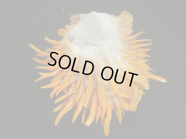 画像2: カバトゲウミギクの仲間 (2)