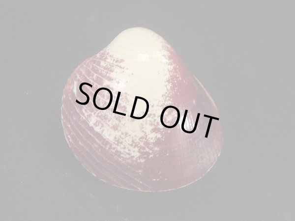 画像2: ギンギョガイ (2)