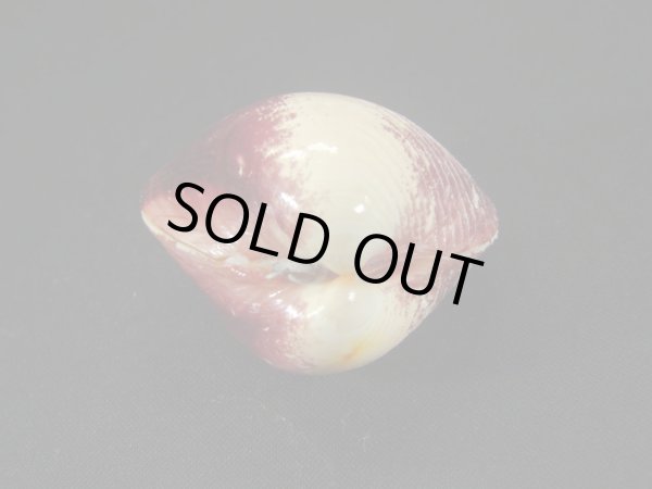 画像3: ギンギョガイ (3)