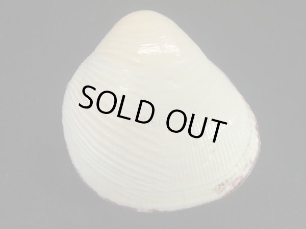 画像2: ギンギョガイ　大　特老成 (2)