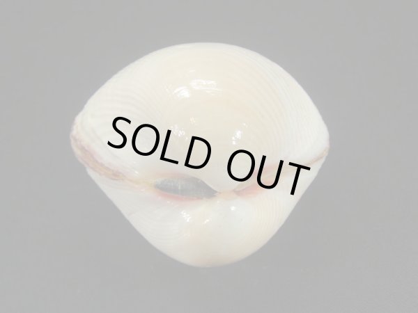 画像3: ギンギョガイ　大　特老成 (3)