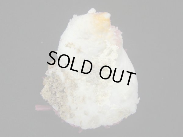 画像2: ウミダリア (2)