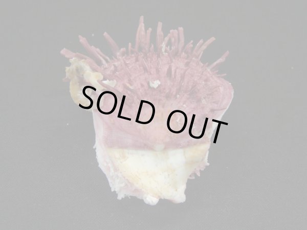 画像3: ウミダリア (3)