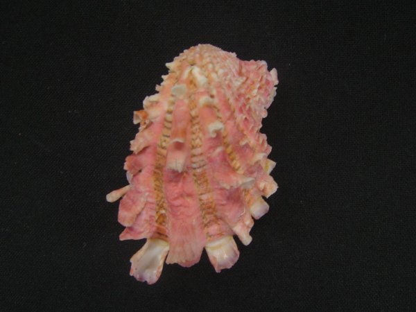 画像2: フトウネトマヤ 大 (2)