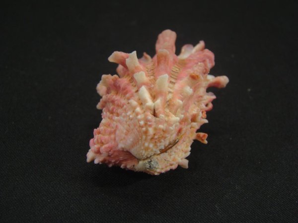 画像3: フトウネトマヤ 大 (3)