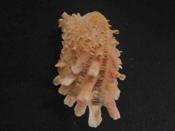 画像2: フトウネトマヤ 大 (2)