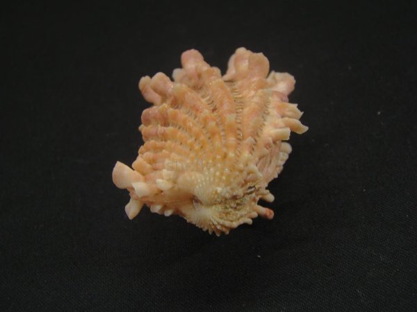 画像3: フトウネトマヤ 大 (3)