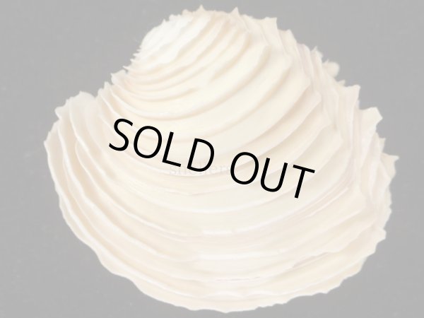 画像2: ヒレビノス(ニシノイジンノユメ) 大 (2)