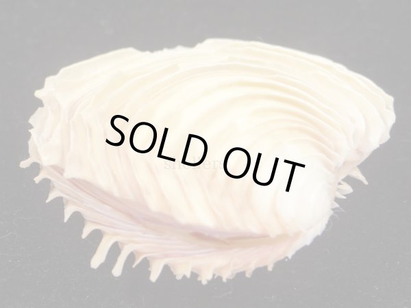 画像3: ヒレビノス(ニシノイジンノユメ) 大 (3)