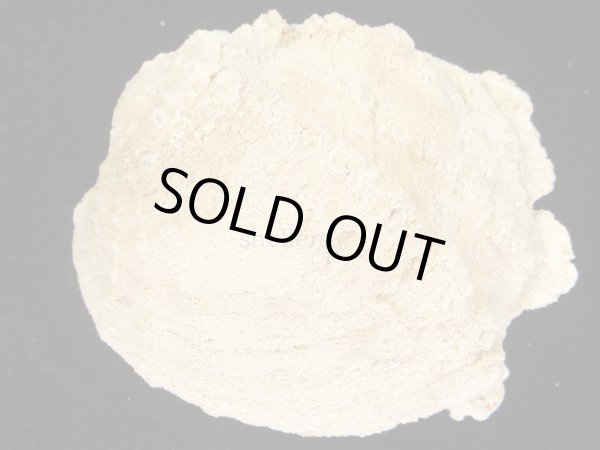 画像2: コンゴウハマグリ　特大 (2)