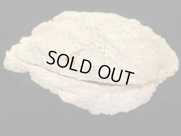 画像3: コンゴウハマグリ　特大 (3)