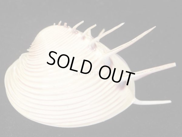 画像2: マボロシハマグリ　大　長棘 (2)