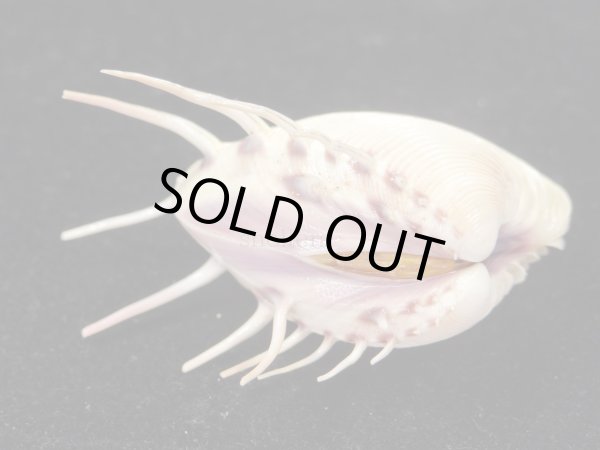 画像3: マボロシハマグリ　大　長棘 (3)