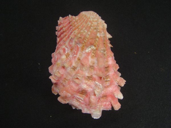 画像2: フトウネトマヤ 大 (2)